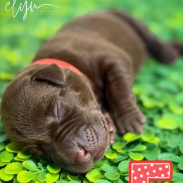 Red Female - Chocolate female Labrador Retriever puppy in Carrollton, Virginia from Southern Heritage Retrievers
