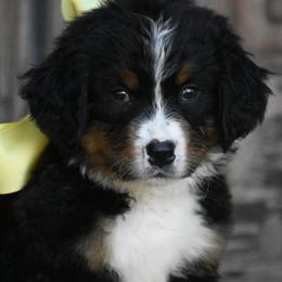 Yellow Collar Girl - Tri-color female Bernese Mountain Dog puppy in Loveland, Colorado from Grateful Bernese & Gage's Goldens