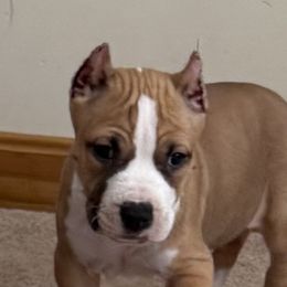 American Staffordshire Terriers from Explicit Amstaffs NE