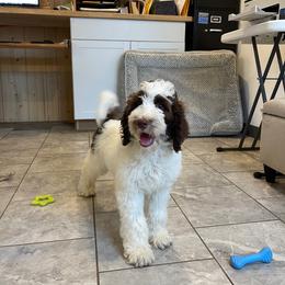 Curry - Parti female Goldendoodle puppy in Sugarcreek, Ohio from True Hearted Doodles