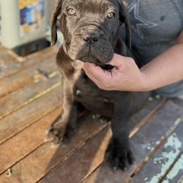 Boy 4 - Black male Cane Corso puppy in Granbury, Texas from Revolutions Kennel
