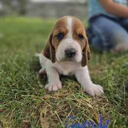 Gertrude - Red and white female Basset Hound puppy in Loysburg,, Pennsylvania from Fisher's Couch Hounds