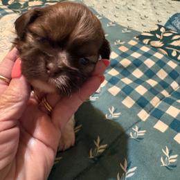 Boy 2 - Chocolate male Shih Tzu puppy in Temple, Pennsylvania from Kathy Diego's Shih Tzus
