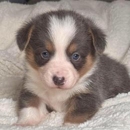 Winston - Blue male Pembroke Welsh Corgi puppy in Beggs, Oklahoma from Blue Diamond Corgi’s