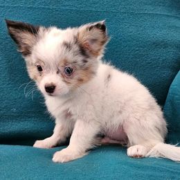 AKC CHAMPION SIRED COMET - Blue merle male Chihuahua puppy in Newport, Maine from Pinewood Acres Chihuahuas