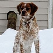 French Brittanys from Staunch Point Kennel