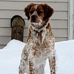 French Brittanys from Staunch Point Kennel