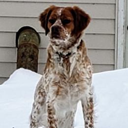 French Brittanys from Staunch Point Kennel