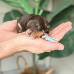 Light Blue - Brown and white male Bernedoodle puppy in Charleston, South Carolina from Palm Belle Doodles