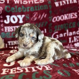 Kodiak - Red merle male Miniature Australian Shepherd puppy in Edgar Springs, Missouri from Scott’s Aussies LLC