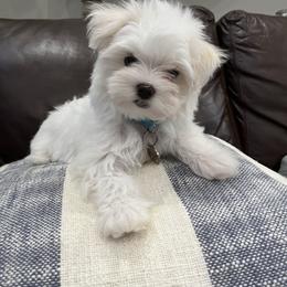 Maltese Puppies from TCBs Glowing  Maltese