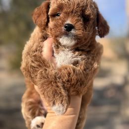 Bacon Bit - Red  male Goldendoodle puppy in Goodyear, Arizona from GAMMIE’S DOODLES