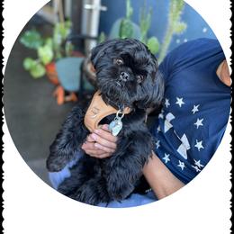 Shih Tzu Puppies from Maria's Shih Tzus