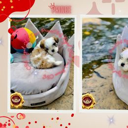 Shih Tzu Puppies from C&E Royal Shih Tzu