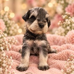 Biscuit - Salt and pepper male Miniature Schnauzer puppy in Hull, Georgia from Ardent Miniature Schnauzers of Athens