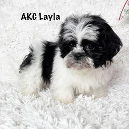 AKC Layla - Black and white female Shih Tzu puppy in Greenville, South Carolina from Babyface Shih Tzu