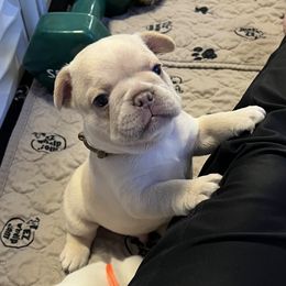 French Bulldog Puppies from Frenchie Perfection