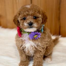 Golden Bell - Apricot female Poodle puppy in Salem, Oregon from Lavish Poodles