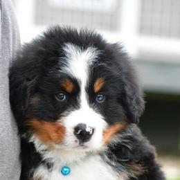 Rexton - Black rust and white male Bernese Mountain Dog puppy in Millersburg, California from Smith Farms and Kennels