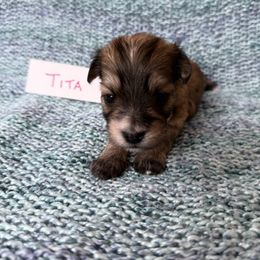 Tita - Gold sable female Havana Silk Dog puppy in Marlboro, Vermont from Maplewood Silks