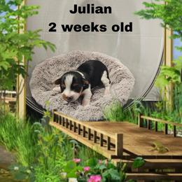 Shelby Aqua boy - Parti male Yorkshire Terrier puppy in Inverness, Florida from Luvayorkie&more