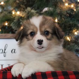 Sophie - Sable female Pembroke Welsh Corgi puppy in St. Charles, Iowa from Kim Boyle's Pembroke Welsh Corgis