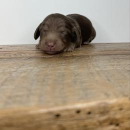 Juniper - Chocolate and cream female Dachshund puppy in Squires, Missouri from Hudson’s Hounds
