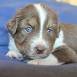 Red tri male - Red tri-color male Australian Shepherd puppy in Kingman, Arizona from Long Mt Aussies