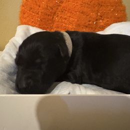 Eleven - Black female Giant Schnauzer puppy in Houston, Texas from Elevated Pearl Giants