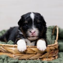 Snoopy - Black tri male Miniature American Shepherd puppy in Groesbeck, Texas from Empire Miniature American Shepherds