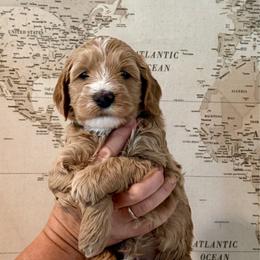 Green - Red  male Goldendoodle puppy in El Cajon, California from Golden Liberty Doodles