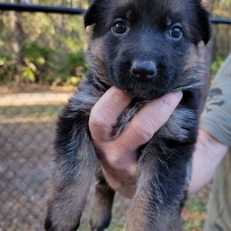 Berger Blanc Suisse and German Shepherd Puppies from Vom Hundhaus Shepherds