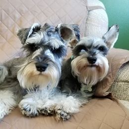 Miniature Schnauzers from Tandy Phillips's Miniature Schnauzers