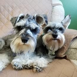 Miniature Schnauzers from Tandy Phillips's Miniature Schnauzers