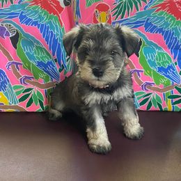 Boy 3 - Black and silver male Miniature Schnauzer puppy in Hiddenite, North Carolina from Beyond Blessed Pawz