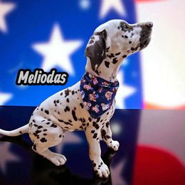 Meliodas (captain) - White and liver brown male Dalmatian puppy in Sierra Vista, Arizona from Fairytail Dalmatians