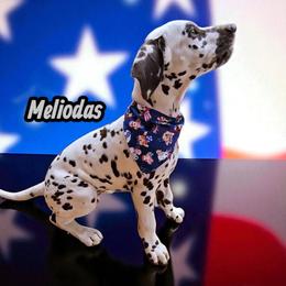 Meliodas (captain) - White and liver brown male Dalmatian puppy in Sierra Vista, Arizona from Fairytail Dalmatians