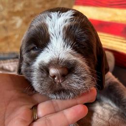 Storm - Brown and gray female Wirehaired Pointing Griffon puppy in Grangeville, Idaho from Happy Hollow Griffons