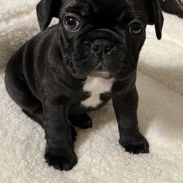 French Bulldog and Golden Retriever Puppies from KY Doodle Bears LLC