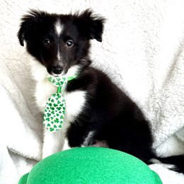 Shetland Sheepdog Puppies from M7’s Shelties, Toonies & AussieDoodles