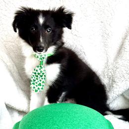 Shetland Sheepdog Puppies from M7’s Shelties, Toonies & AussieDoodles