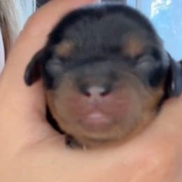 Black and tan boy with white line on chest - Black and tan male Cavalier King Charles Spaniel puppy in South Carolina from Columbia Cavaliers