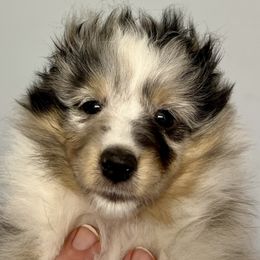 Mirage - Blue merle and white male Shetland Sheepdog puppy in Athens, Georgia from RCS Kennels