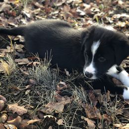 Border Collie Puppies from Poteet Pups