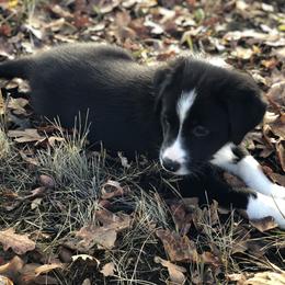 Border Collie Puppies from Poteet Pups