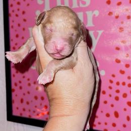 Maple - Apricot female Goldendoodle puppy in Hopkins County, Texas from Boutique Doodles