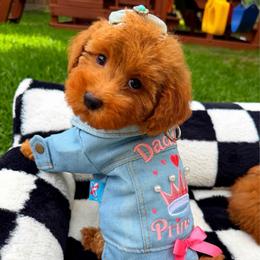 GOLDIE - Apricot female Maltipoo puppy in Sugar Land, Texas from Celebrity Maltipoos