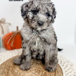 Edith - Merle female Goldendoodle puppy in Fletcher, North Carolina from Cane Creek Goldendoodles