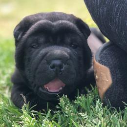 Chinese Shar-Pei Puppies from HapPei House of Wrinkles