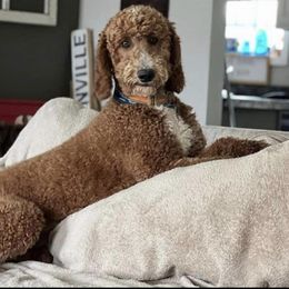 Copper - Goldendoodle